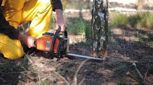 Best Stump Grinding and Removal  in East Massapequa, NY