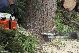 Best Tree Removal  in East Massapequa, NY