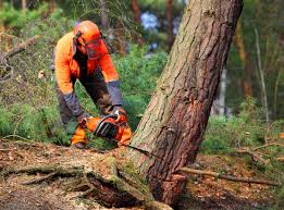 Best Tree Maintenance Programs  in East Massapequa, NY