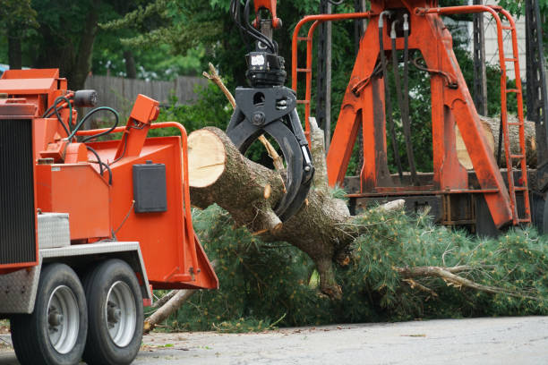 Best Root Management and Removal  in East Massapequa, NY