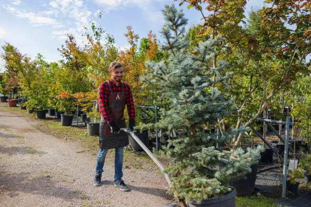 Best Emergency Tree Removal  in East Massapequa, NY